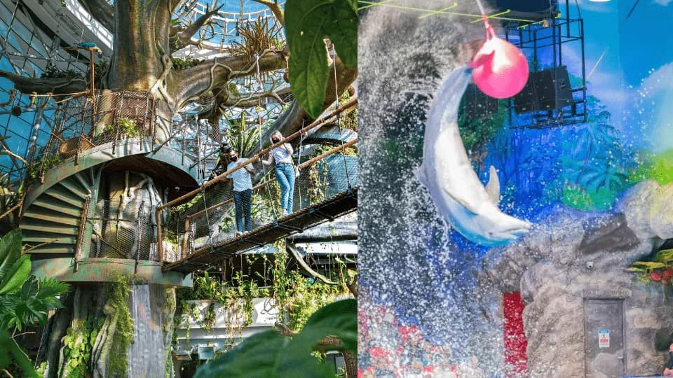 Dolphin & Seal Show – Dubai Dolphinarium + The Green Planet Dubai – Combo - Image 1