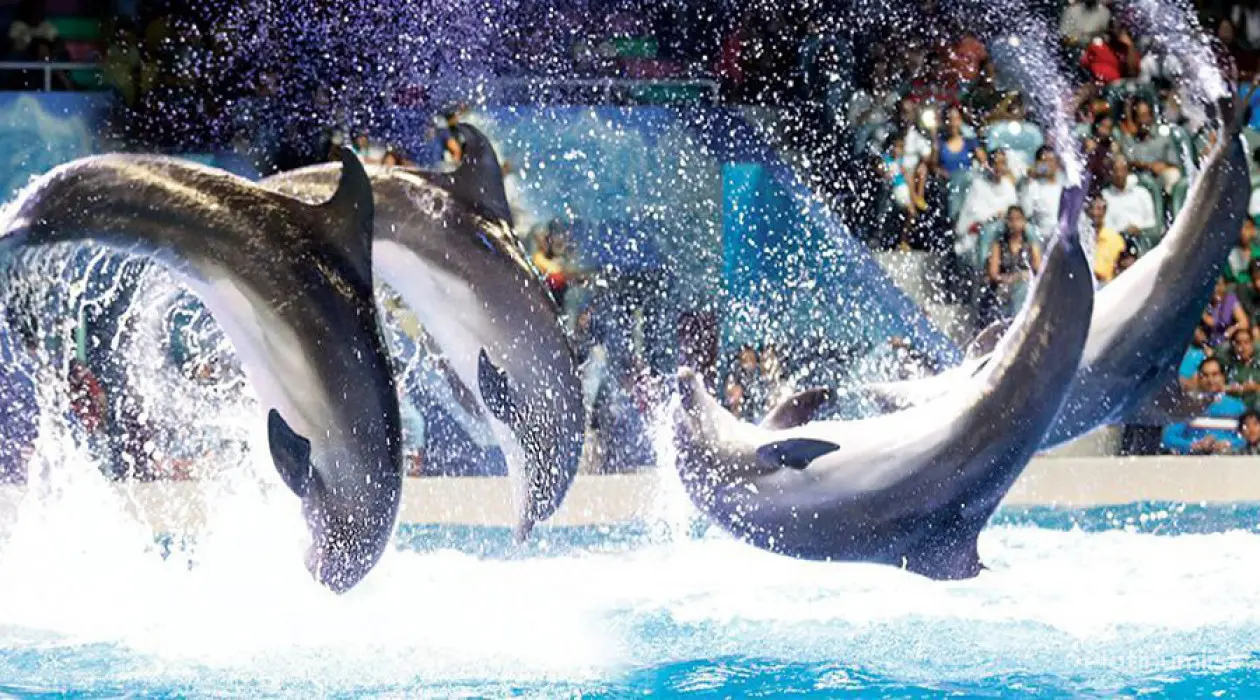 Combo: Dolphin &#038; Seal + Exotic Bird Show - Image 1