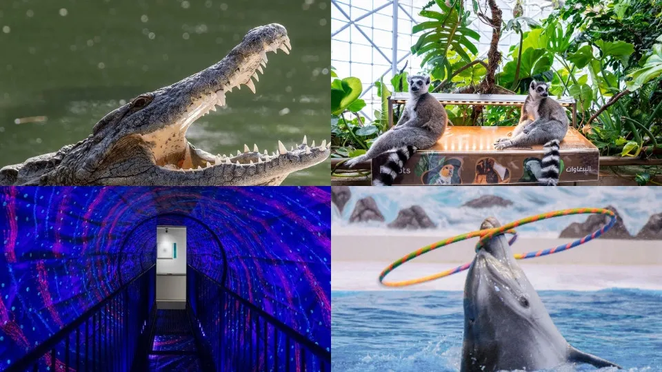 Dubai Dolphinarium + Crocodile Park Special Offer Combos &#8211; Upto 20% OFF - Image 1