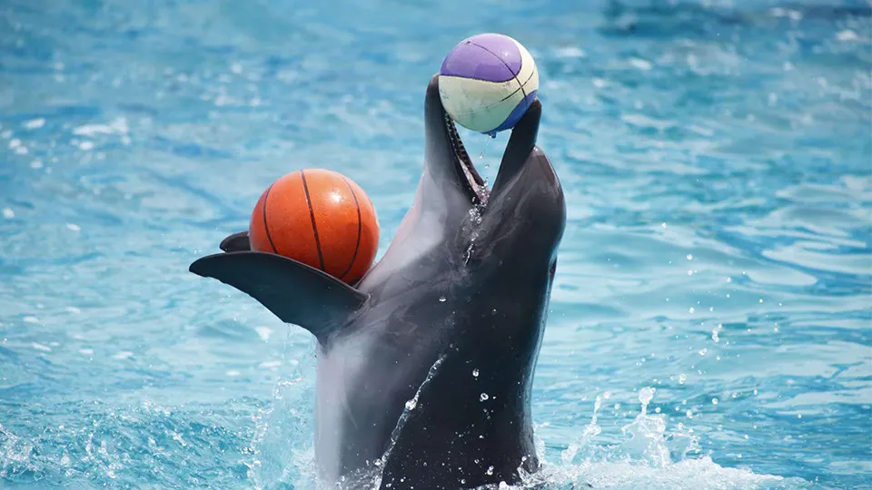 Dolphin &#038; Seal Show &#8211; Dubai Dolphinarium - Image 1