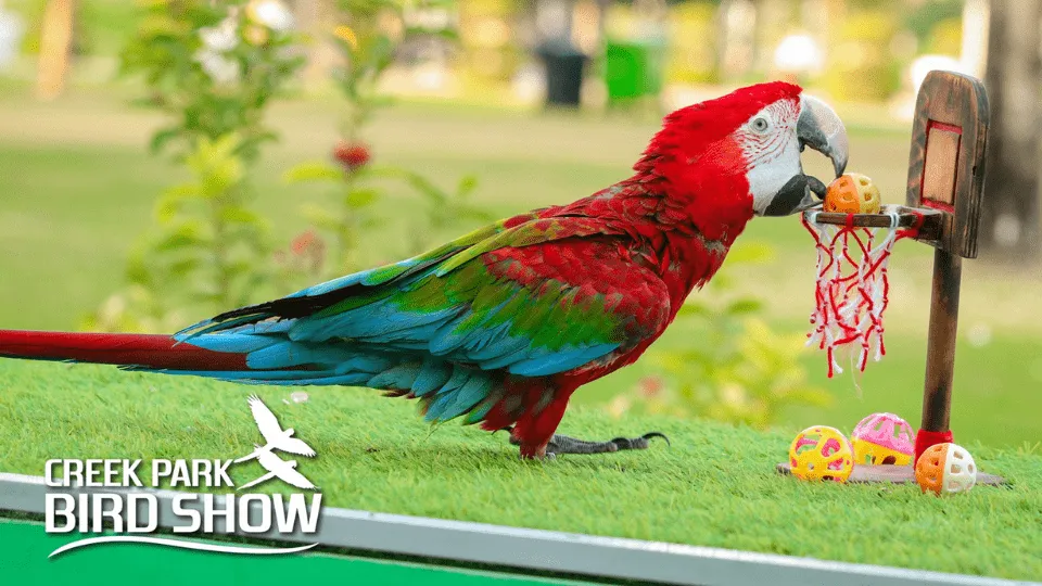 Exotic Bird Show &#8211; Dubai Dolphinarium - Image 1