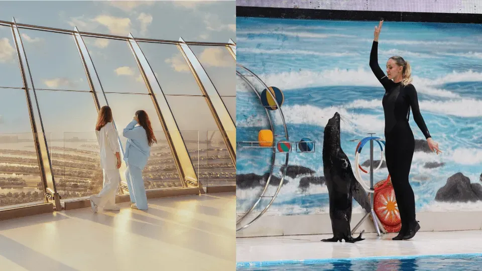 Dolphin & Seal Show + The View at The Palm Non Prime  – Combo - Image 1